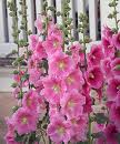 hollyhocks
